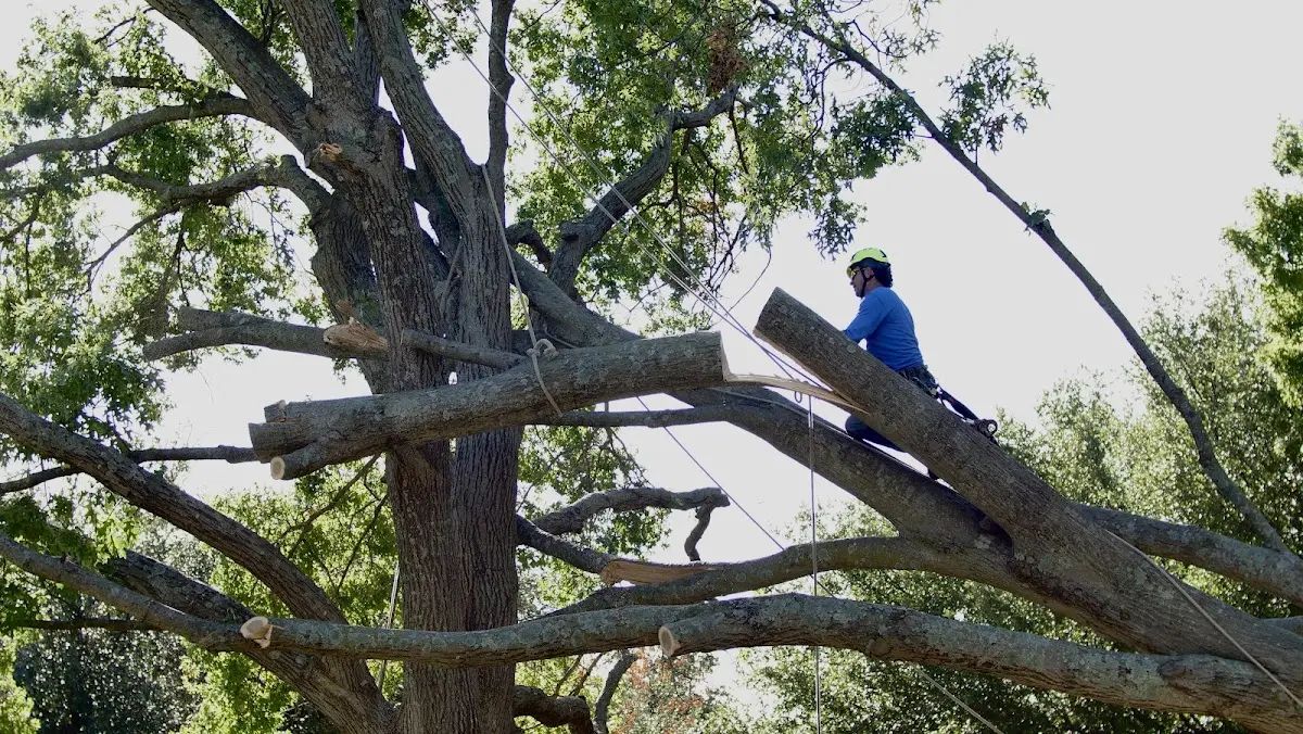 Professional Crown Thinning performed by certified arborists in Clayton